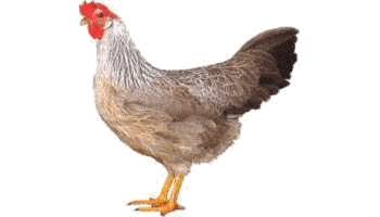 Ein Silberhals Huhn mit grauem Gefieder und rotem Kamm steht aufrecht.